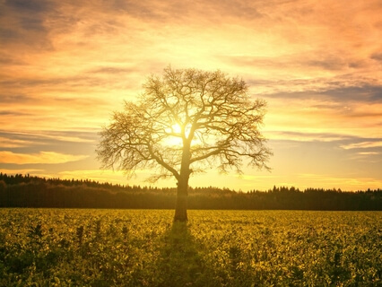Visualisation de l'arbre