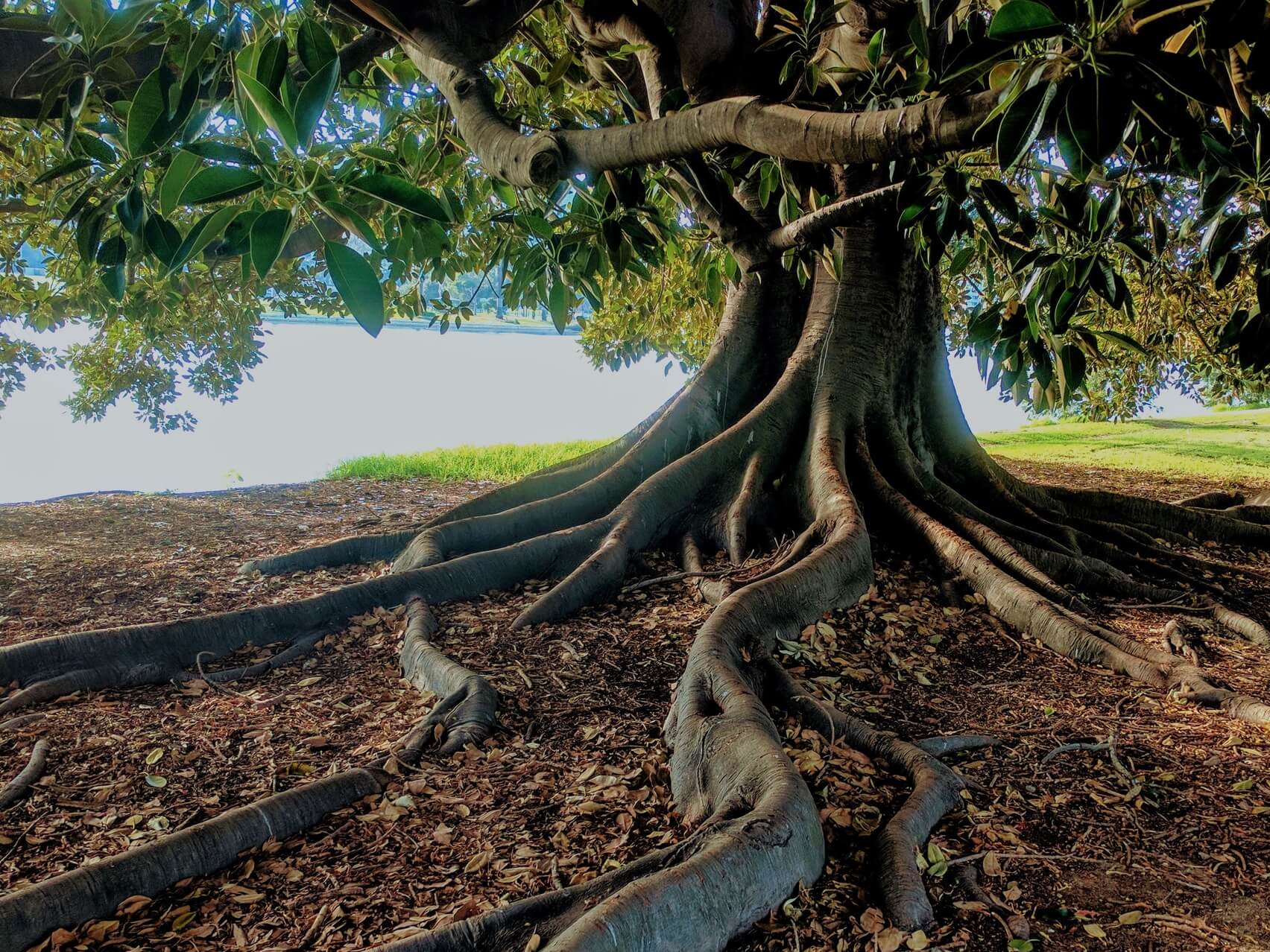 Trauma-Sensitive Grounding Meditation