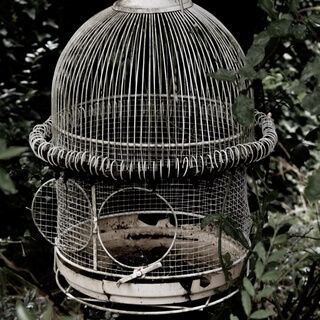 Ancient Indian Stories: The Cry Of The SongBird | Jim Rajan