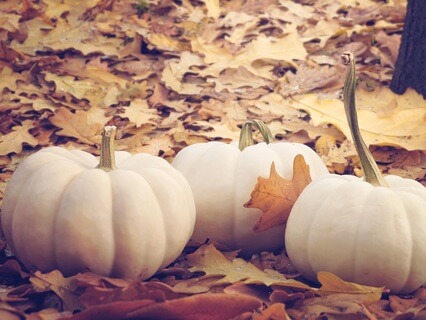 Steps To A Sacred Samhain - by Charlotte Denham