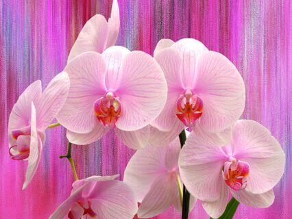 Embracing The Sacred Evolution Within