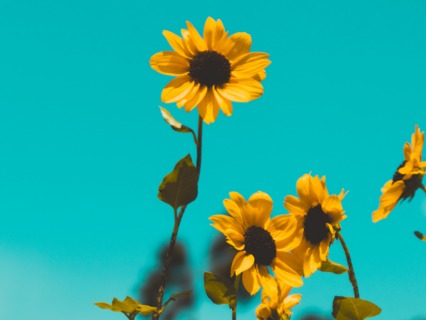 5 Minutos de Gratitud