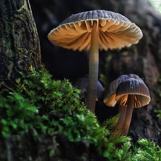 Self-Soothing: Forest Visualisation | Dr Darragh O'Shea