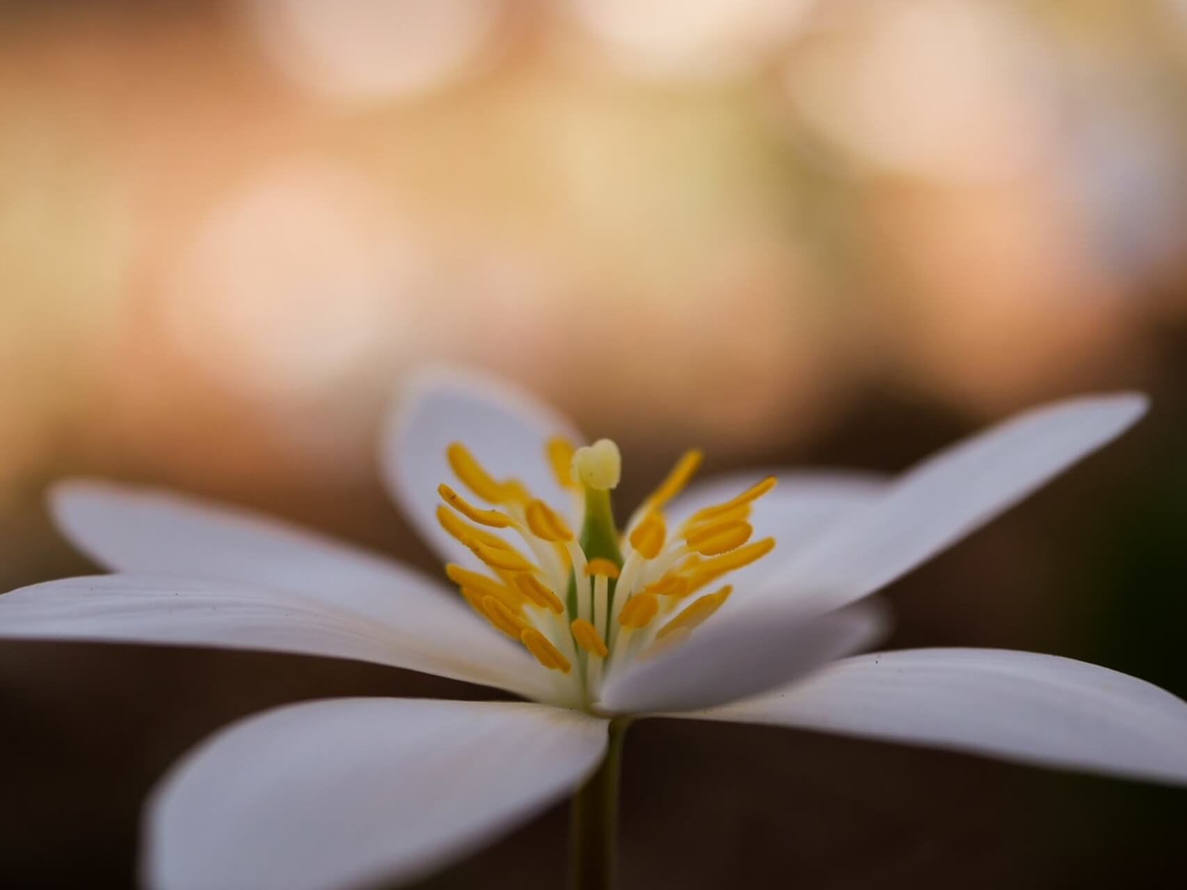 Orienting Practice For Becoming Present