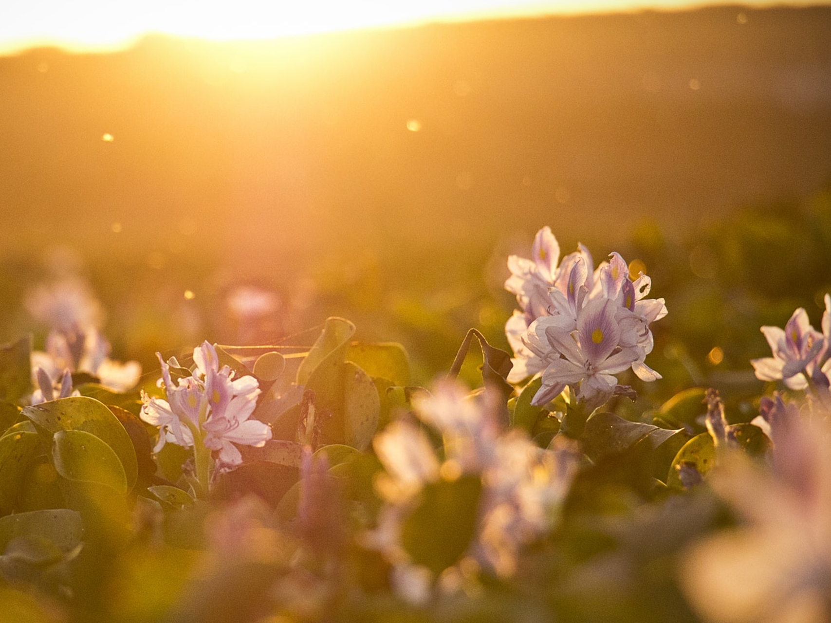 Affirmations For Manifestation