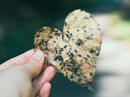 Gratitude: Your Guide To Persistent Gratitude - by Alice Langholt