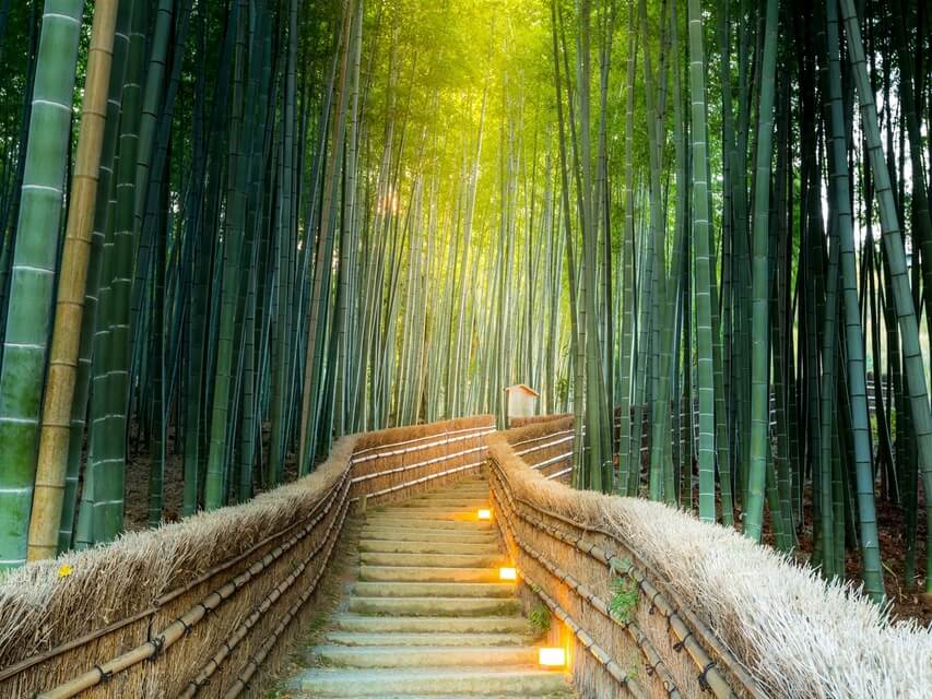 bamboo forest night