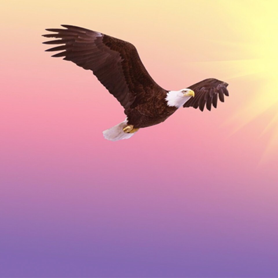 Embrace the Energy of the Eagle