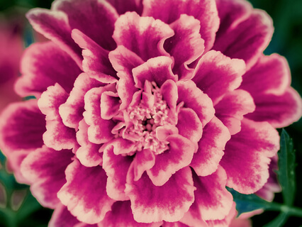 Earth Tone (Root) Tibetan Singing Bowls