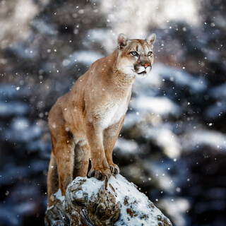 Puma (A Song For Resilience Strength) Fabrizio Anavitarte