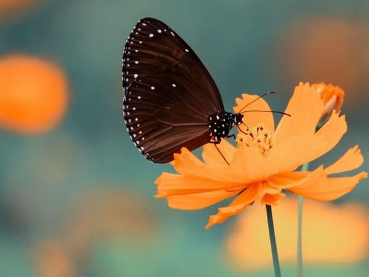 Self-Soothing Statements For Anxiety