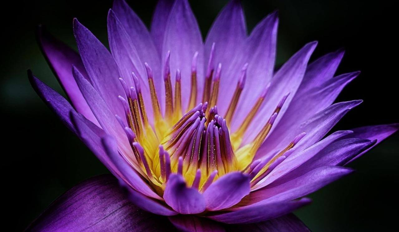 A Sacred Sexual Sovereignty Meditation