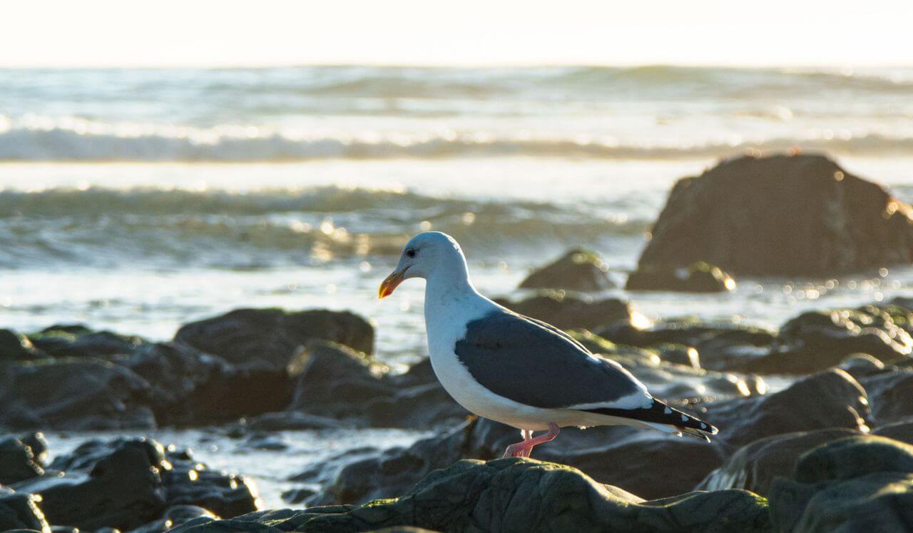 Welcoming The Tender Heart Of Difficult Emotion - 19 Minutes