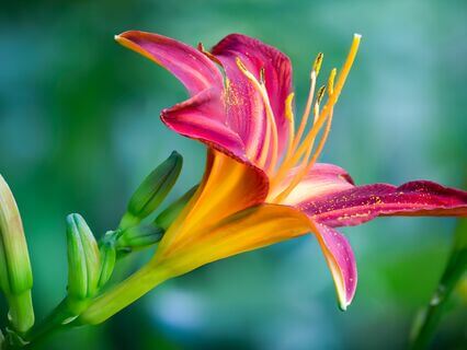 Build Your Impulse Control With Yoga Nidra - by Kamini Desai, PhD