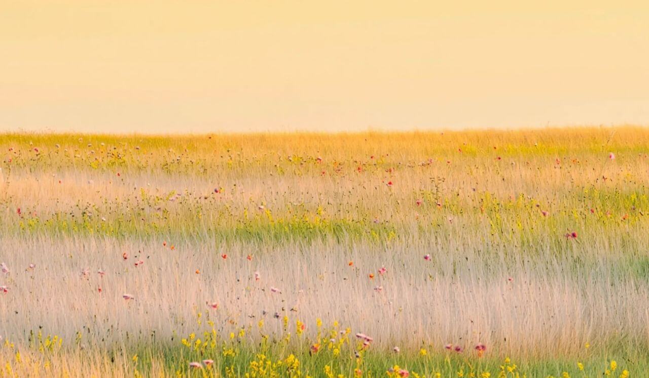 Emotional Regulation During Stress