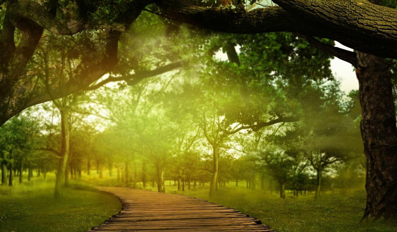 El Bosque de los susurros, Historia para dormir