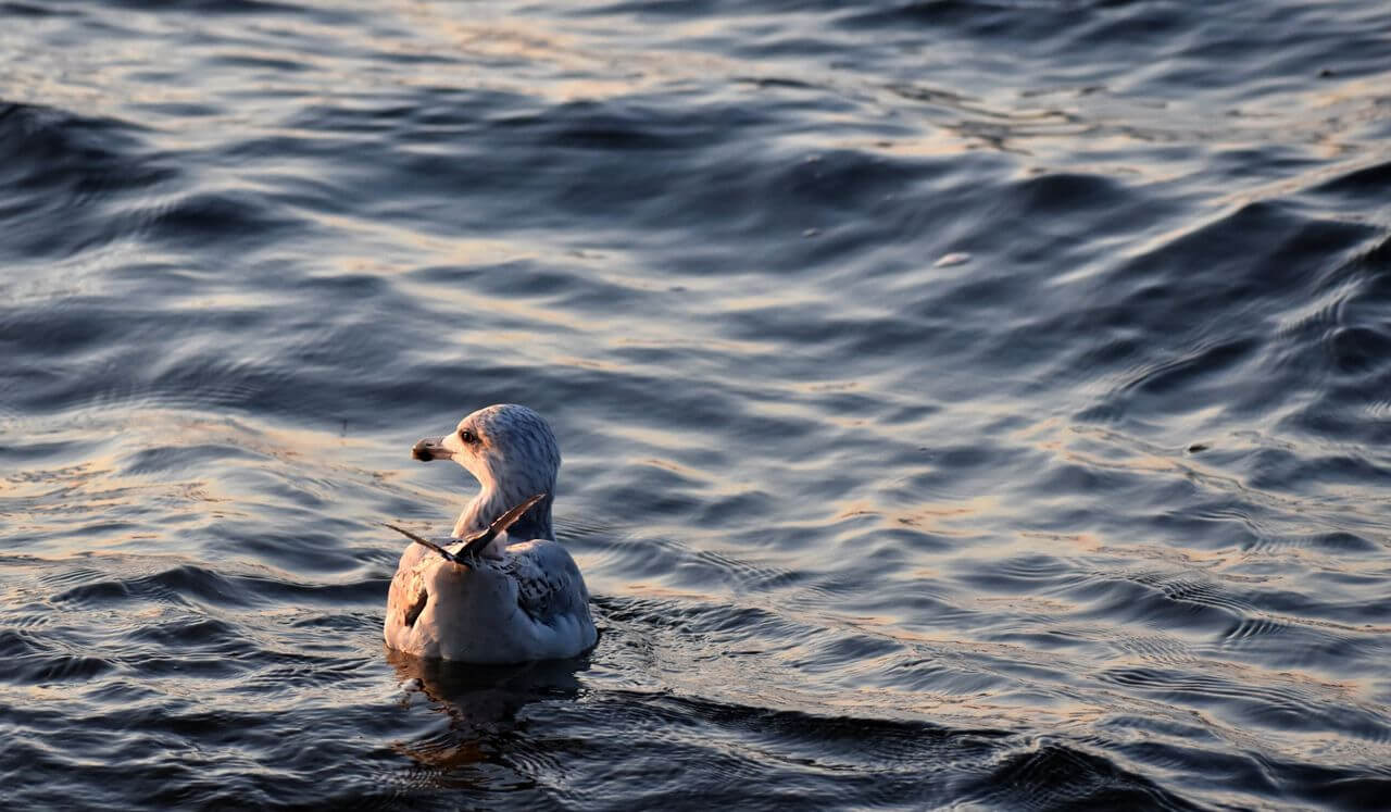 Welcoming The Tender Heart Of Difficult Emotion - Brief