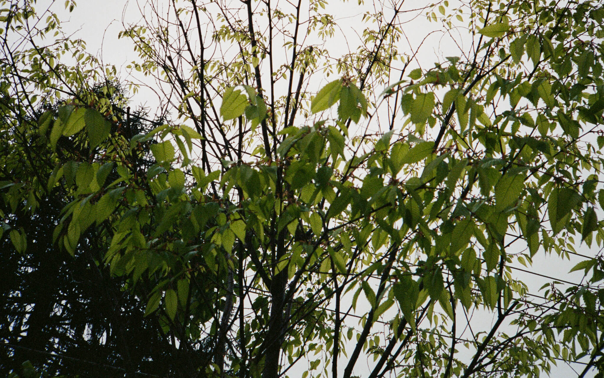 Dear Self Meditation