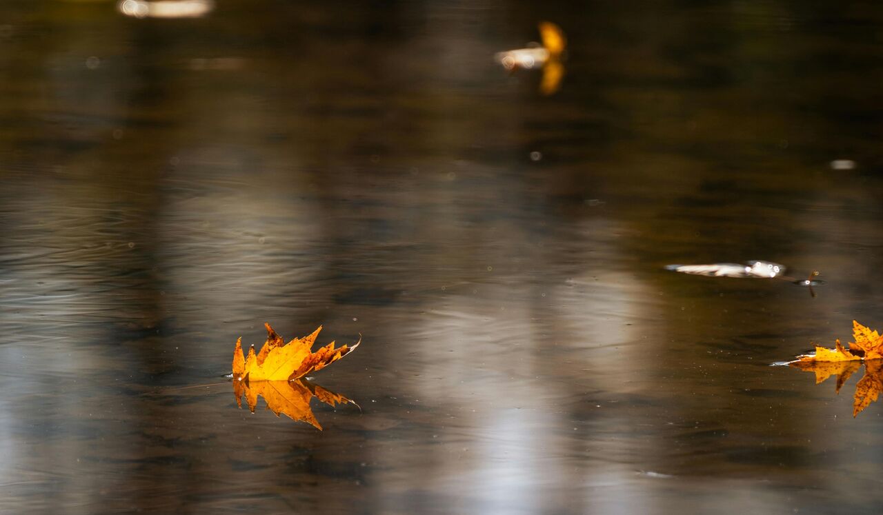 Lâcher Prise Comme Une Feuille Sur L'Eau