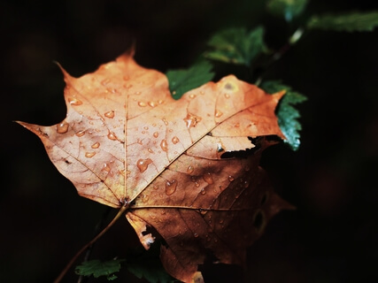 Stress Relief Sleep Music With Raindrops
