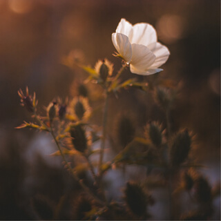 Stressbewältigung aus der psychologischen Perspektive