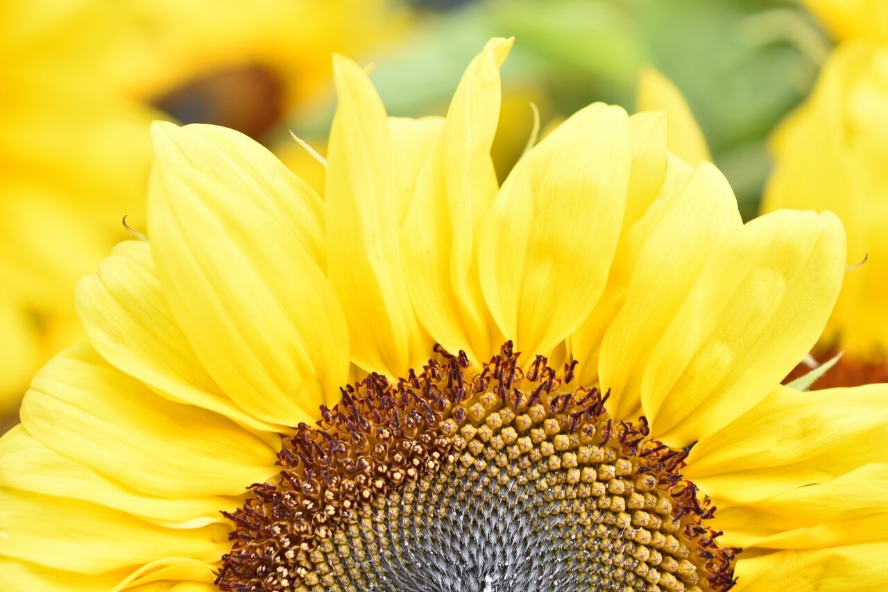 Morning Healing & Peace Meditation