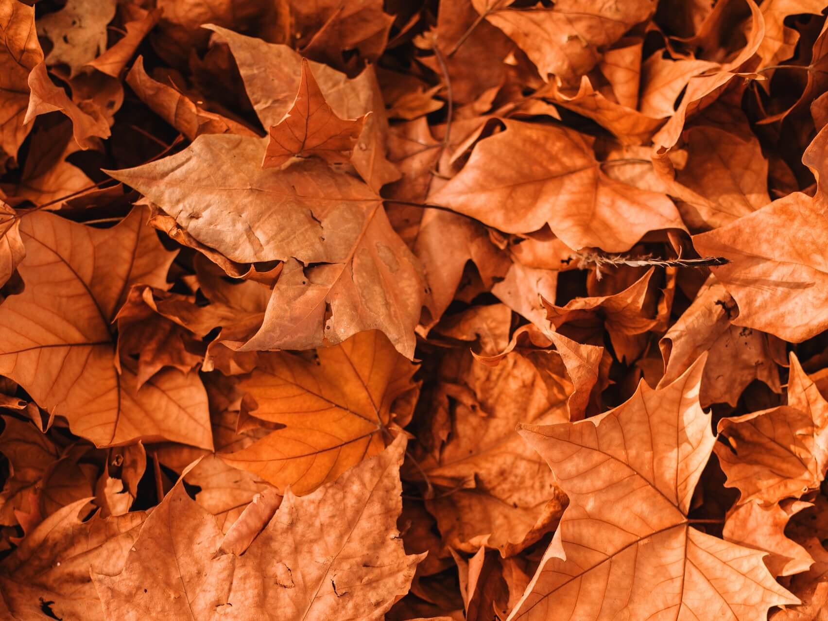 Ambient Relaxing Music For Meditation Focus Study 