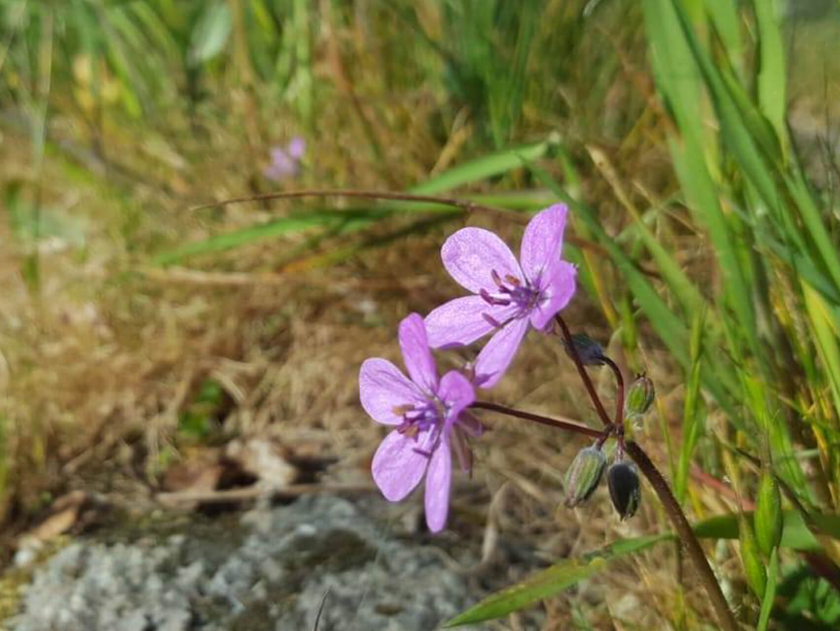 De Gezegende Menselijke Vorm