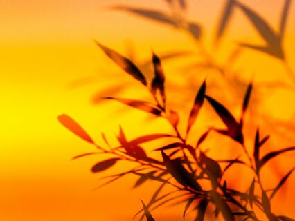 Channeling Reiki For Releasing Trauma Stored In Your Sacral Chakra - by Asela Rosmarin