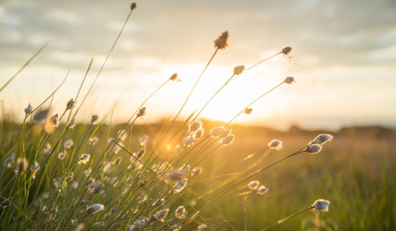 Nervous System Regulation | Healing Music