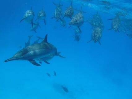 Connect With The Dolphin Spirit And The Ocean