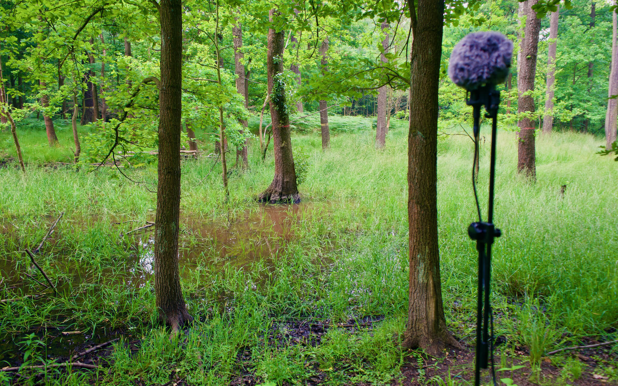 Natura Sonorum – Lake In The Forest