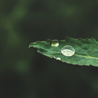 Cultivate The Art Of Presence