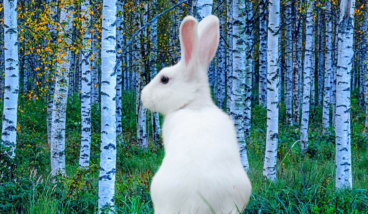 Bedtime Story: The Velveteen Rabbit