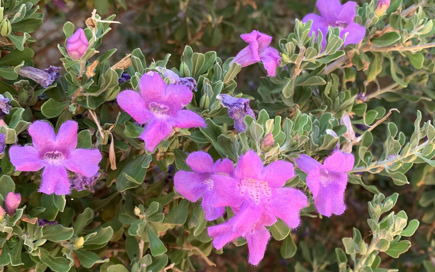 EFT For Procrastination