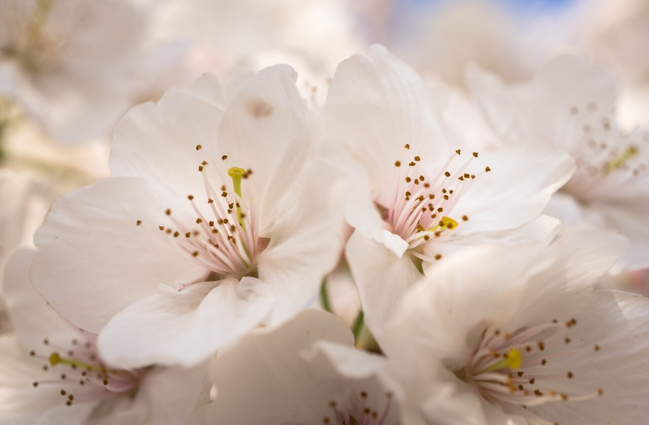 Heal Anxiety Meditation