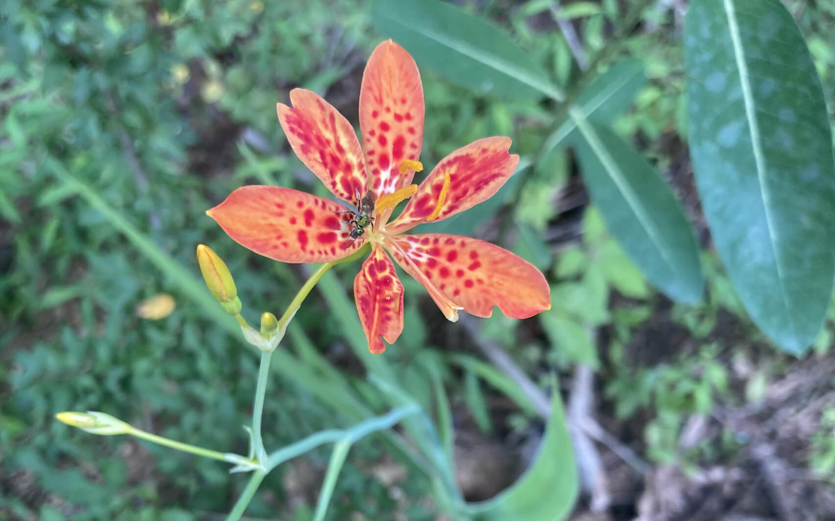 Helping The Nervous System Regulate In The Moment