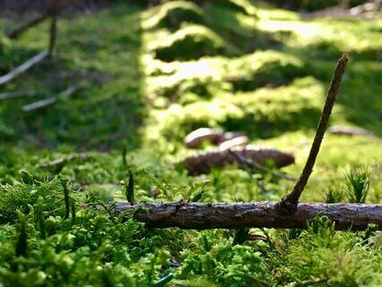 Luisteren naar het Nu: Geluiden als Gids naar Mindfulness