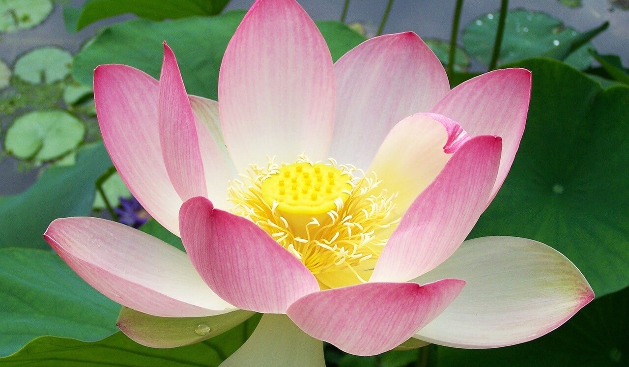 Difficult Emotions: Developing Patience Towards Impatience