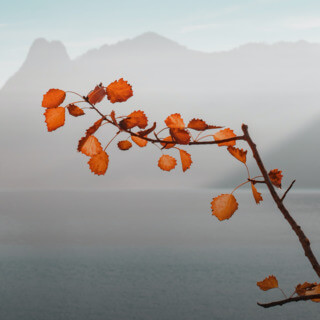 The Reiki Precepts: Finding Purpose & Gratitude