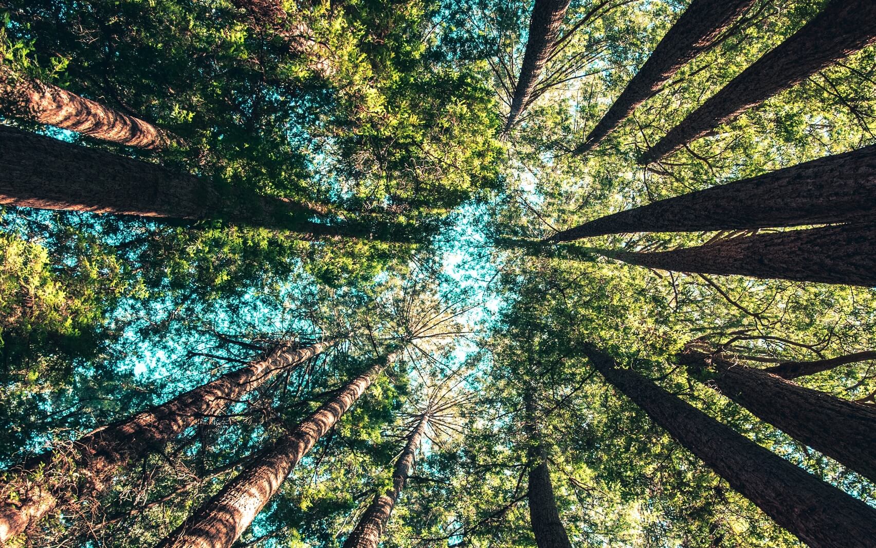 Untangle, Let Go, Center Down