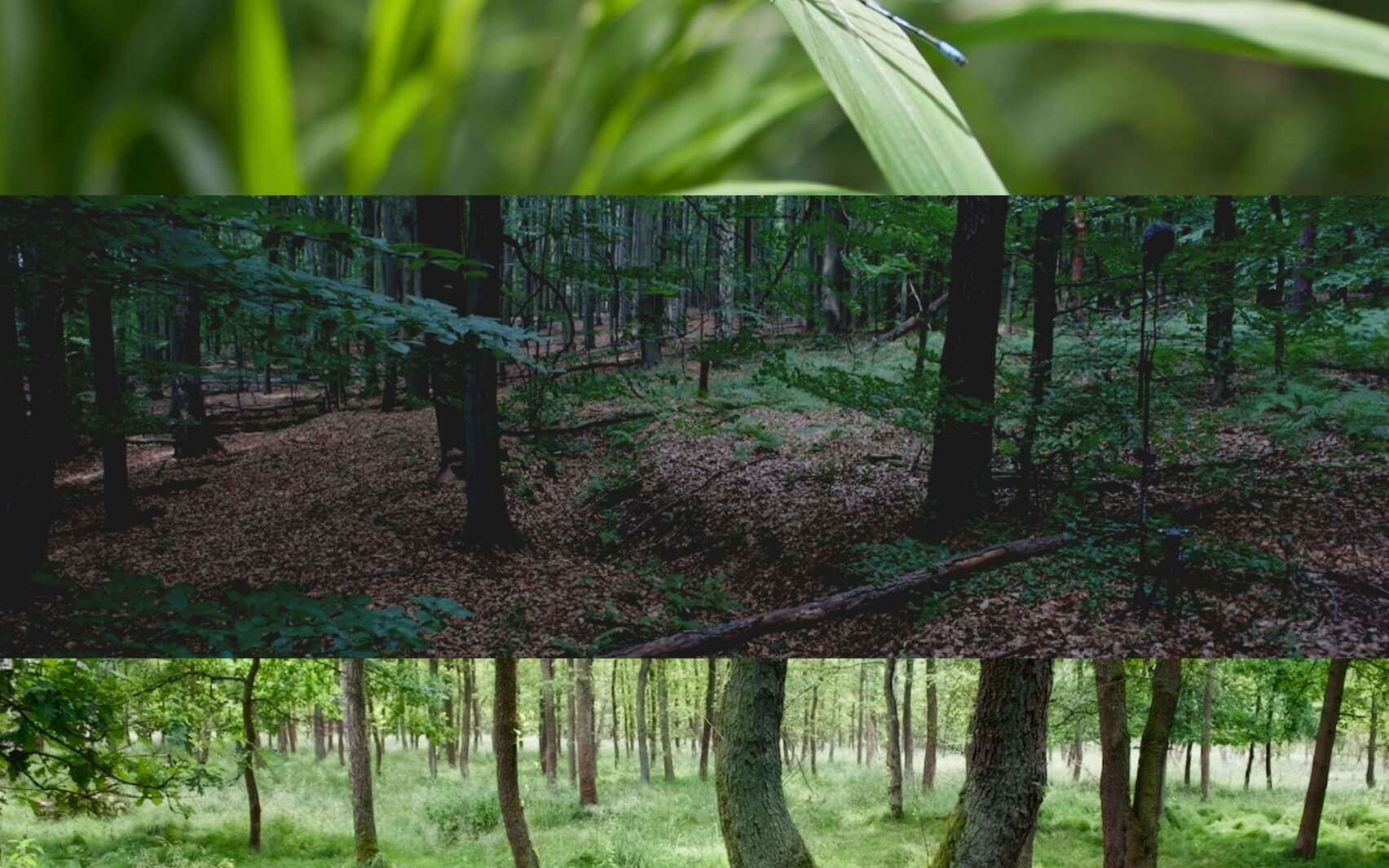 Natura Sonorum – Forest Birds Singing