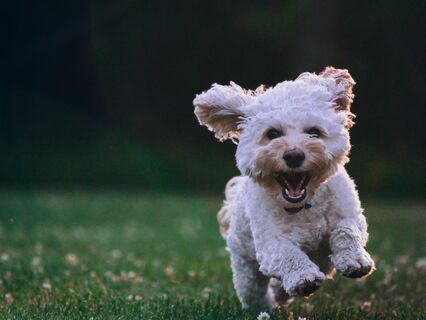 The Happiness Habit - by Laura Lacy-Thompson