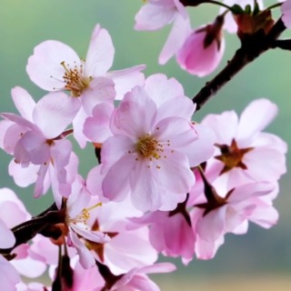 New Moon Spring Spring Equinox | New Moon : Re-Birth & Transformation | Stephanie Aurand