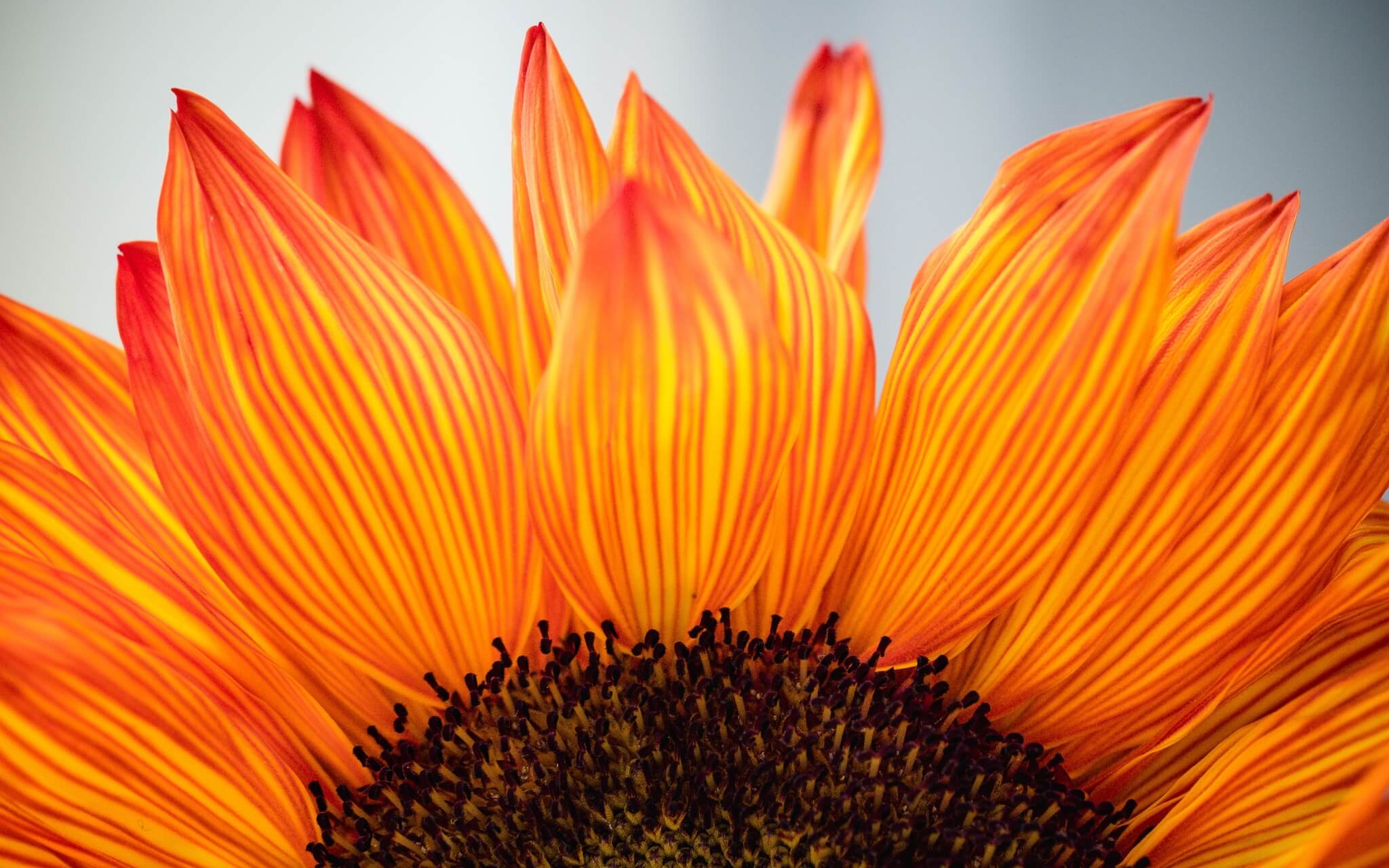 Daily Gratitude Meditation