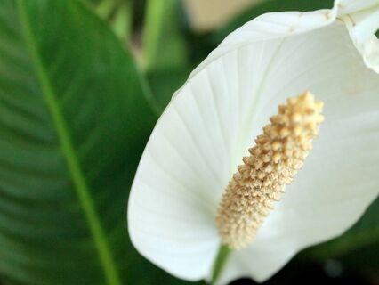 Peace Lily