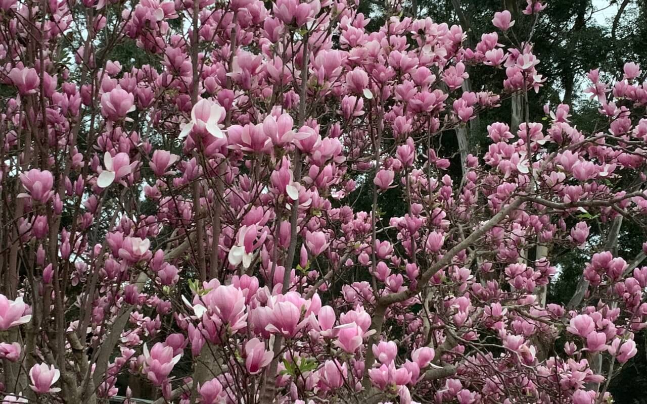 Kindness Body Scan For Pain