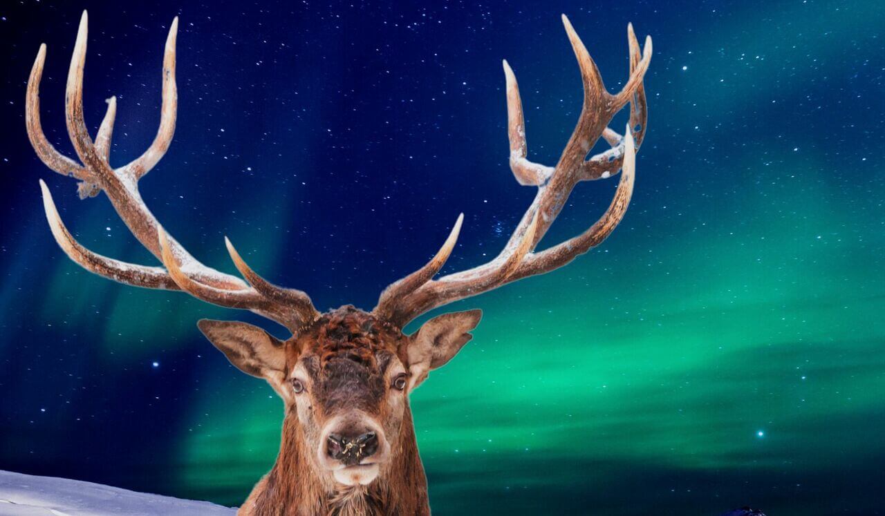 Bedtime Story: The Christmas Reindeer Pt. 2