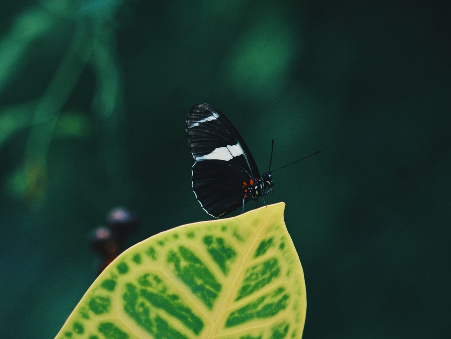 Working With Activation & Trauma Responses In Relationships