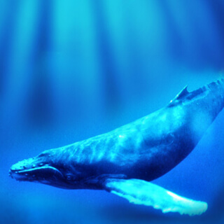 Reiki Whale Dreaming Meditation by Kamal